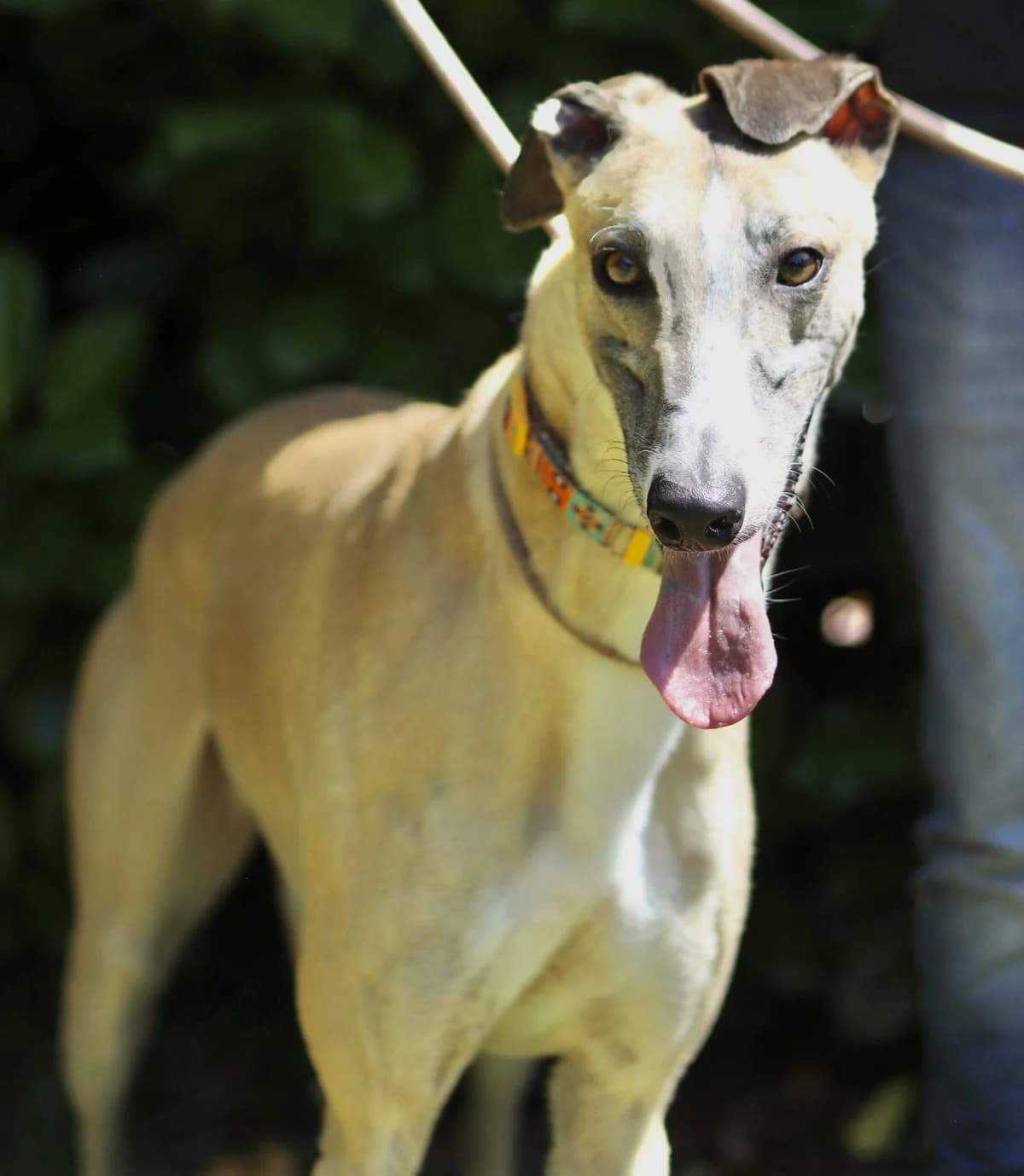 Messi, male 5yo Mixed Breed for adoption at DunRunnin Rehoming Kennels