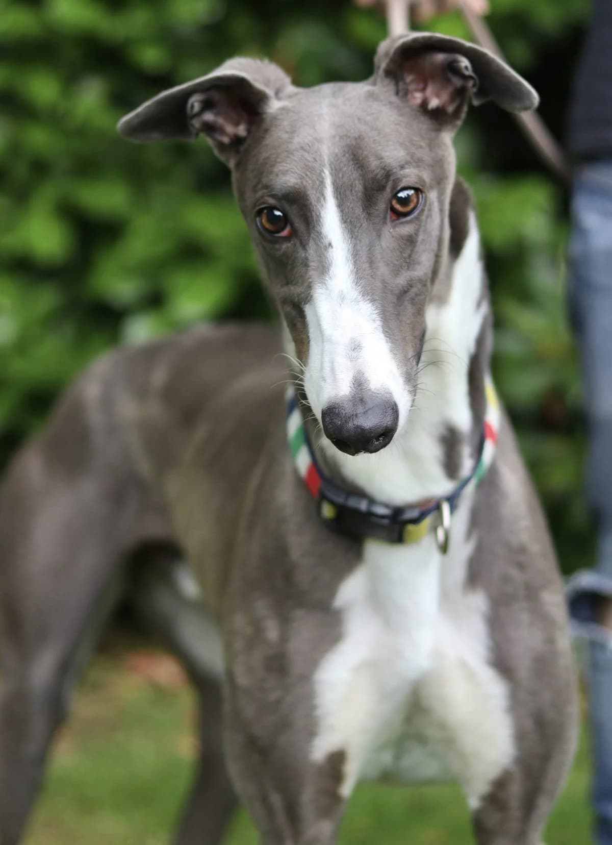 Bobby, male 4yo Mixed Breed for adoption at DunRunnin Rehoming Kennels