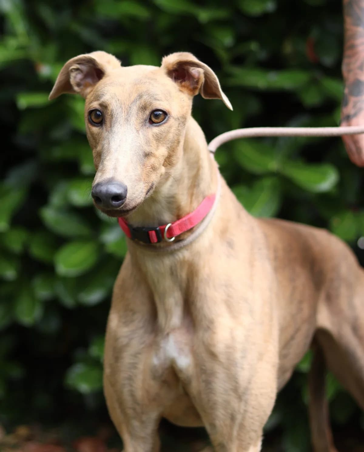 Blobby, male 5yo Mixed Breed for adoption at DunRunnin Rehoming Kennels