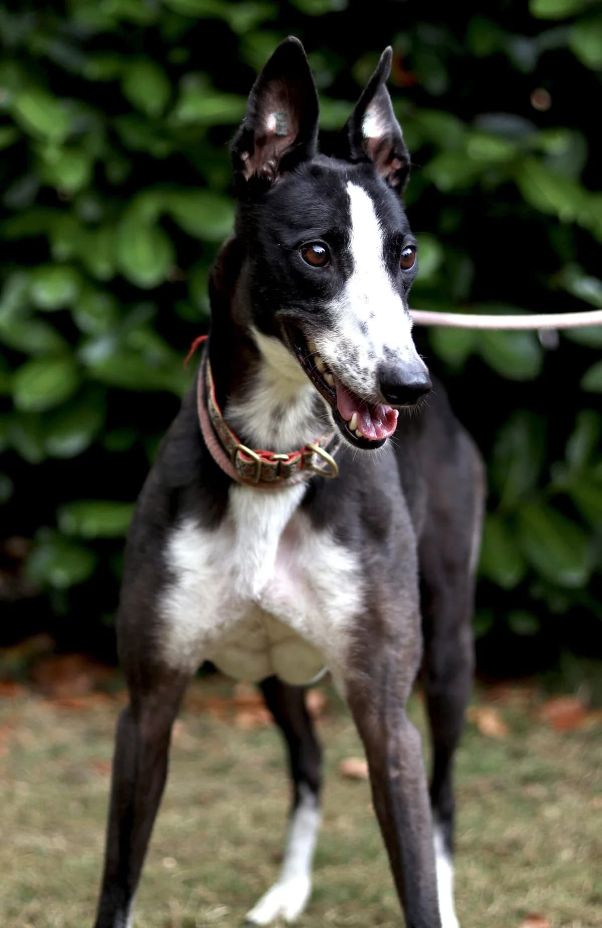 Star, female 7yo Mixed Breed for adoption at DunRunnin Rehoming Kennels