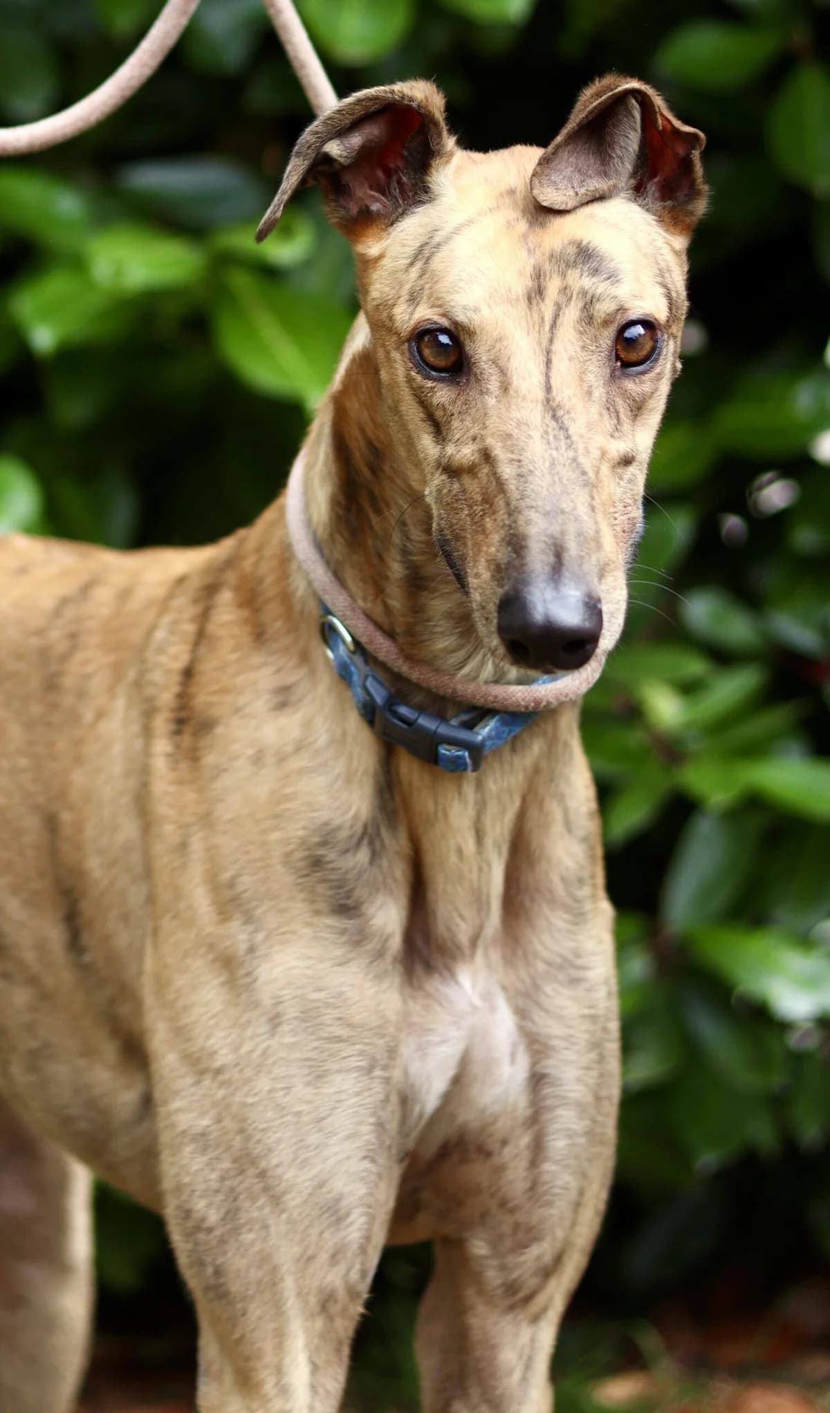 Eddie, male 6yo Mixed Breed for adoption at DunRunnin Rehoming Kennels