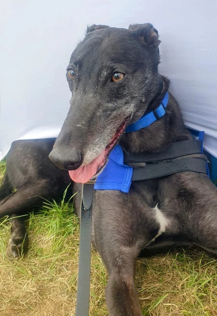 Connel, male 6yo Mixed Breed for adoption at DunRunnin Rehoming Kennels