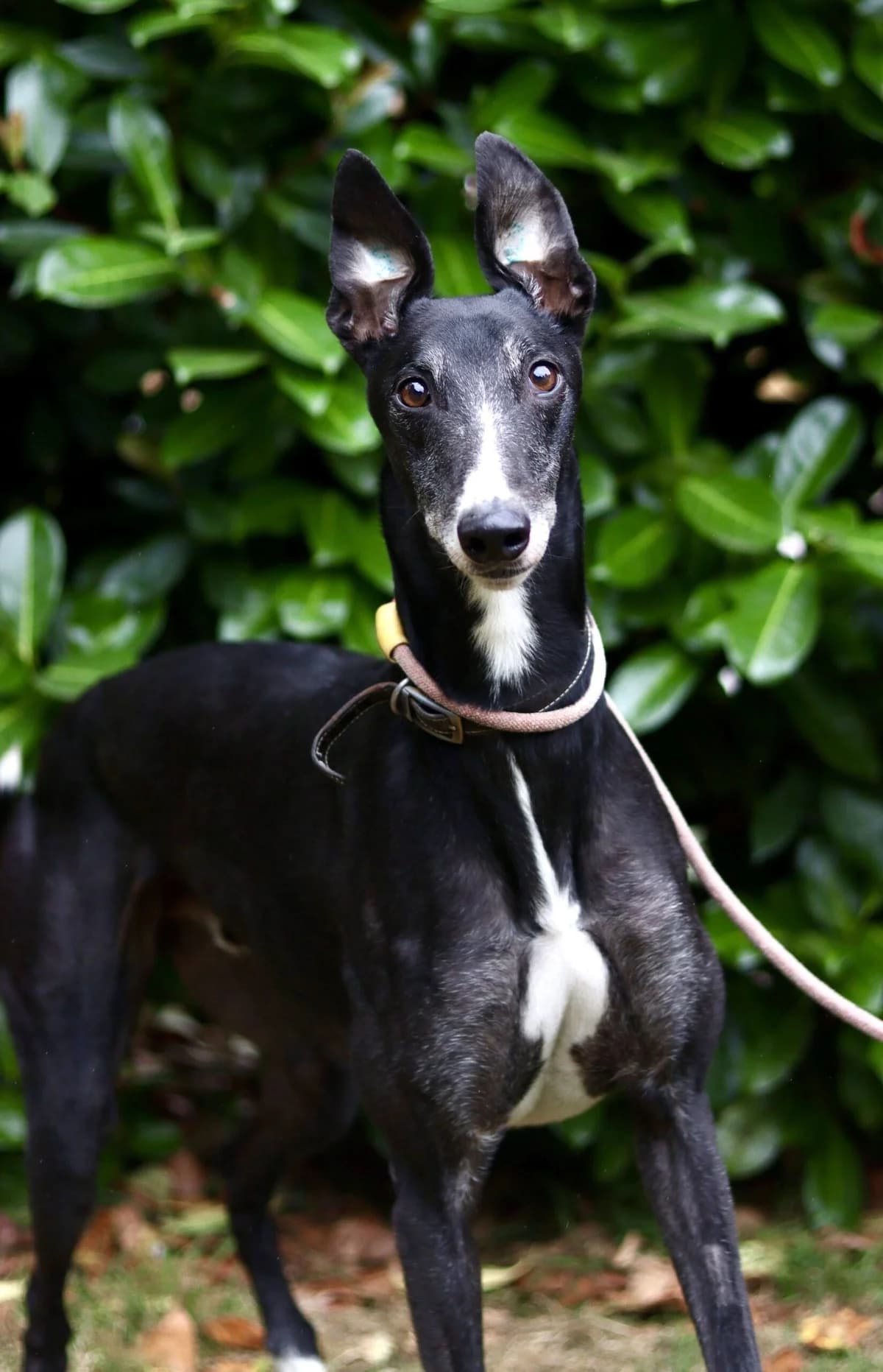 Nate, male 7yo Mixed Breed for adoption at DunRunnin Rehoming Kennels