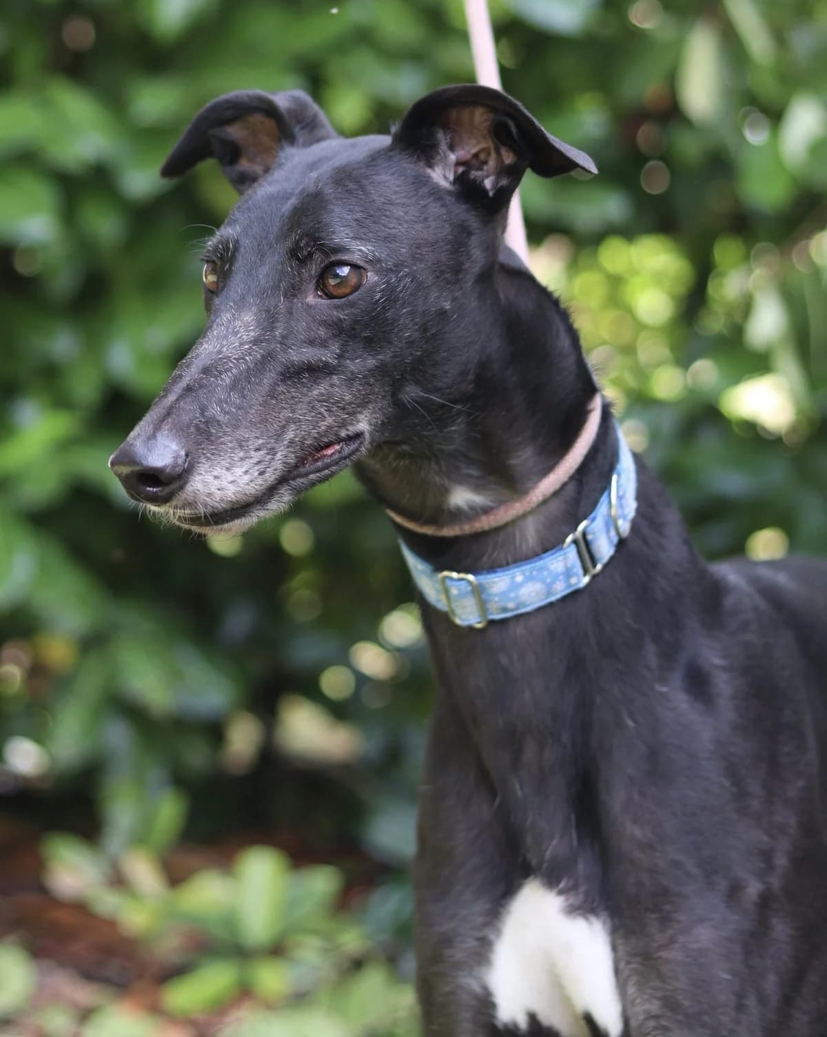 Speedy, male 6yo Mixed Breed for adoption at DunRunnin Rehoming Kennels