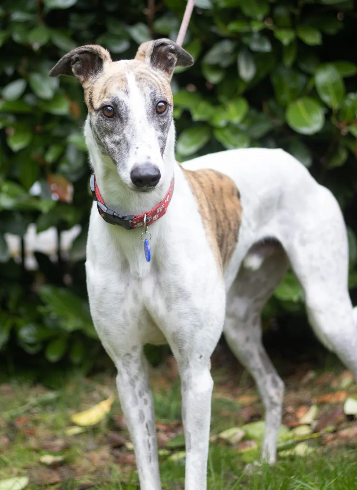 Sydney, male 4yo Mixed Breed for adoption at DunRunnin Rehoming Kennels