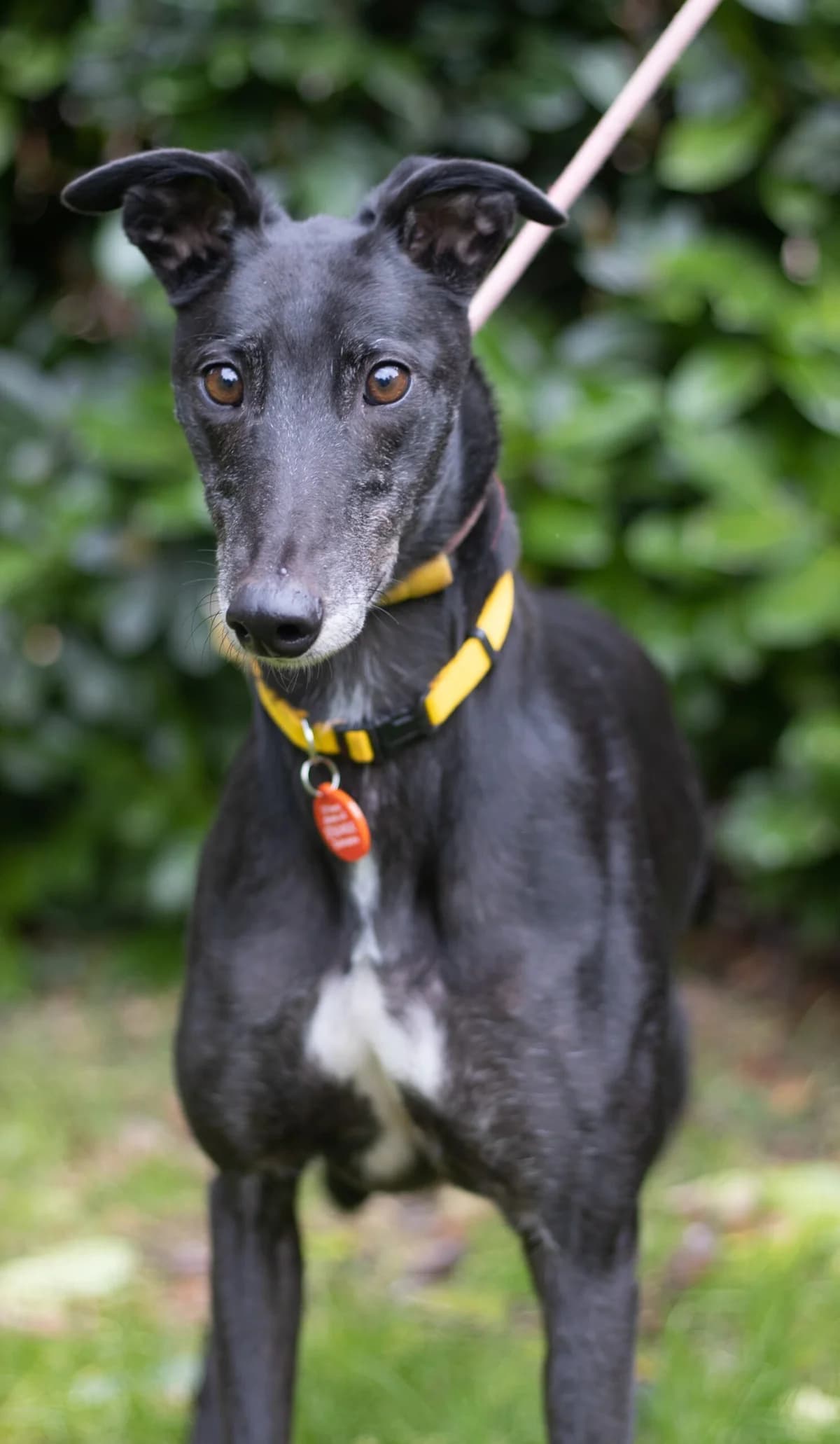 Riz, female 6yo Mixed Breed for adoption at DunRunnin Rehoming Kennels