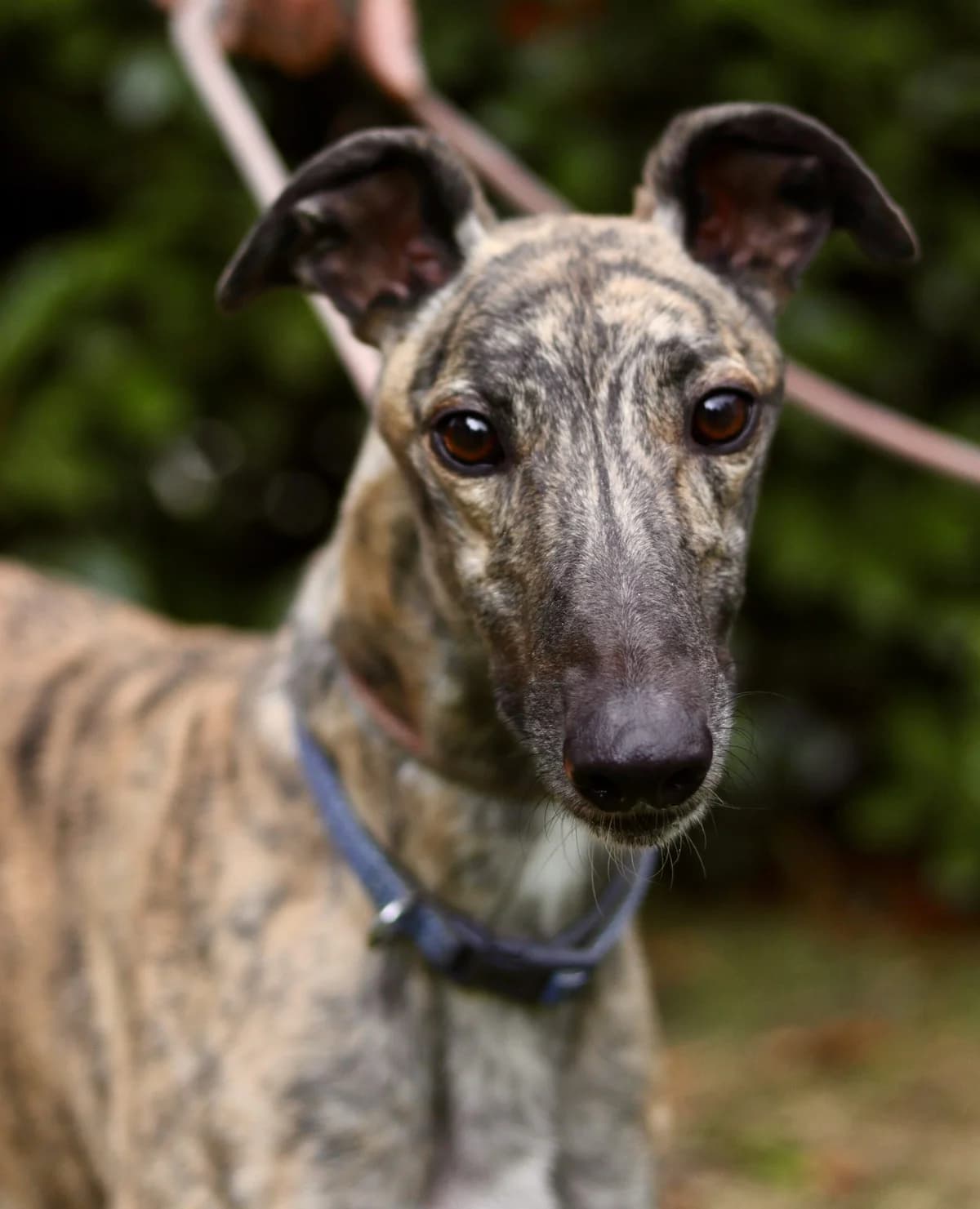 Boss, male 6yo Mixed Breed for adoption at DunRunnin Rehoming Kennels