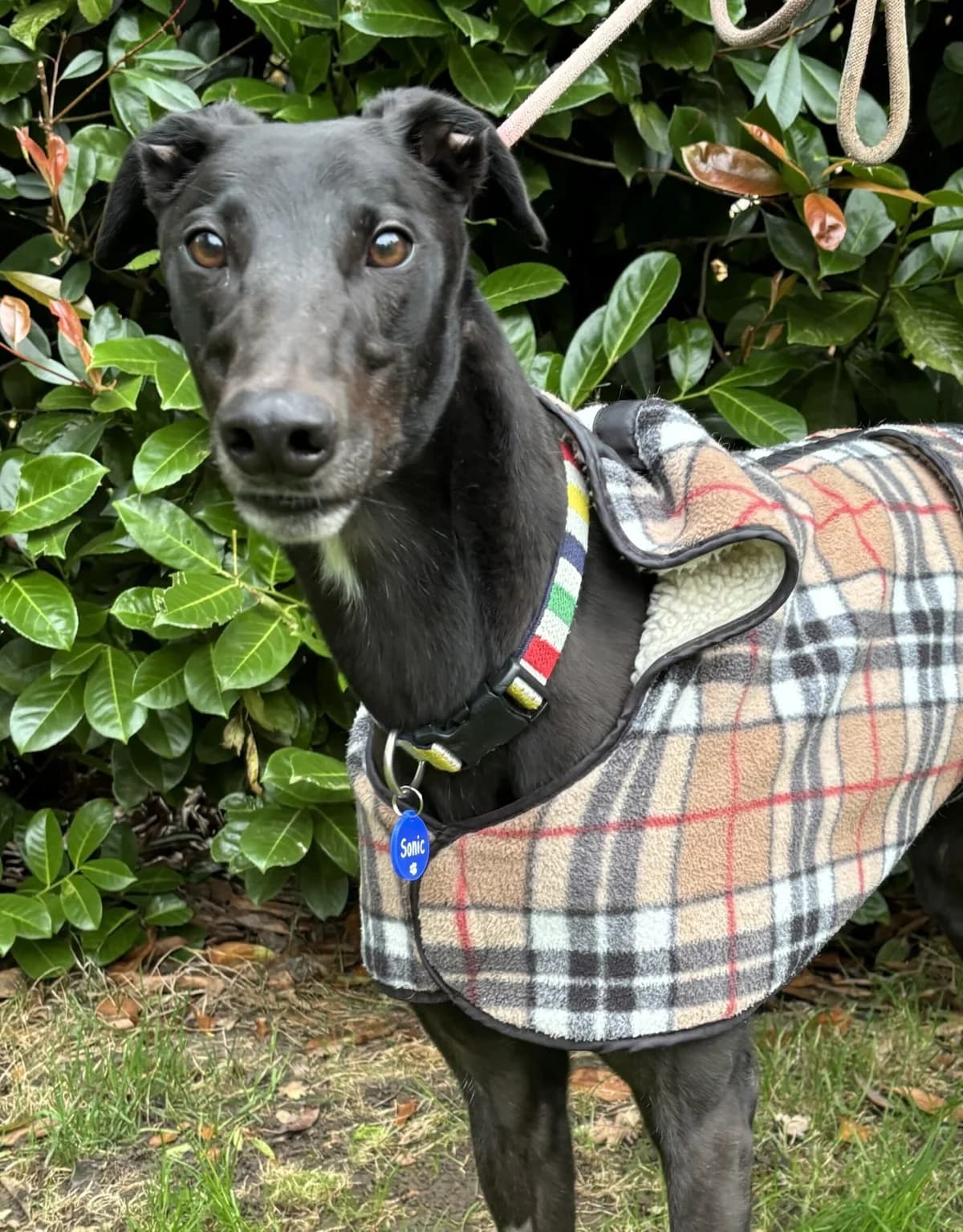 Sonic, male 6yo Mixed Breed for adoption at DunRunnin Rehoming Kennels