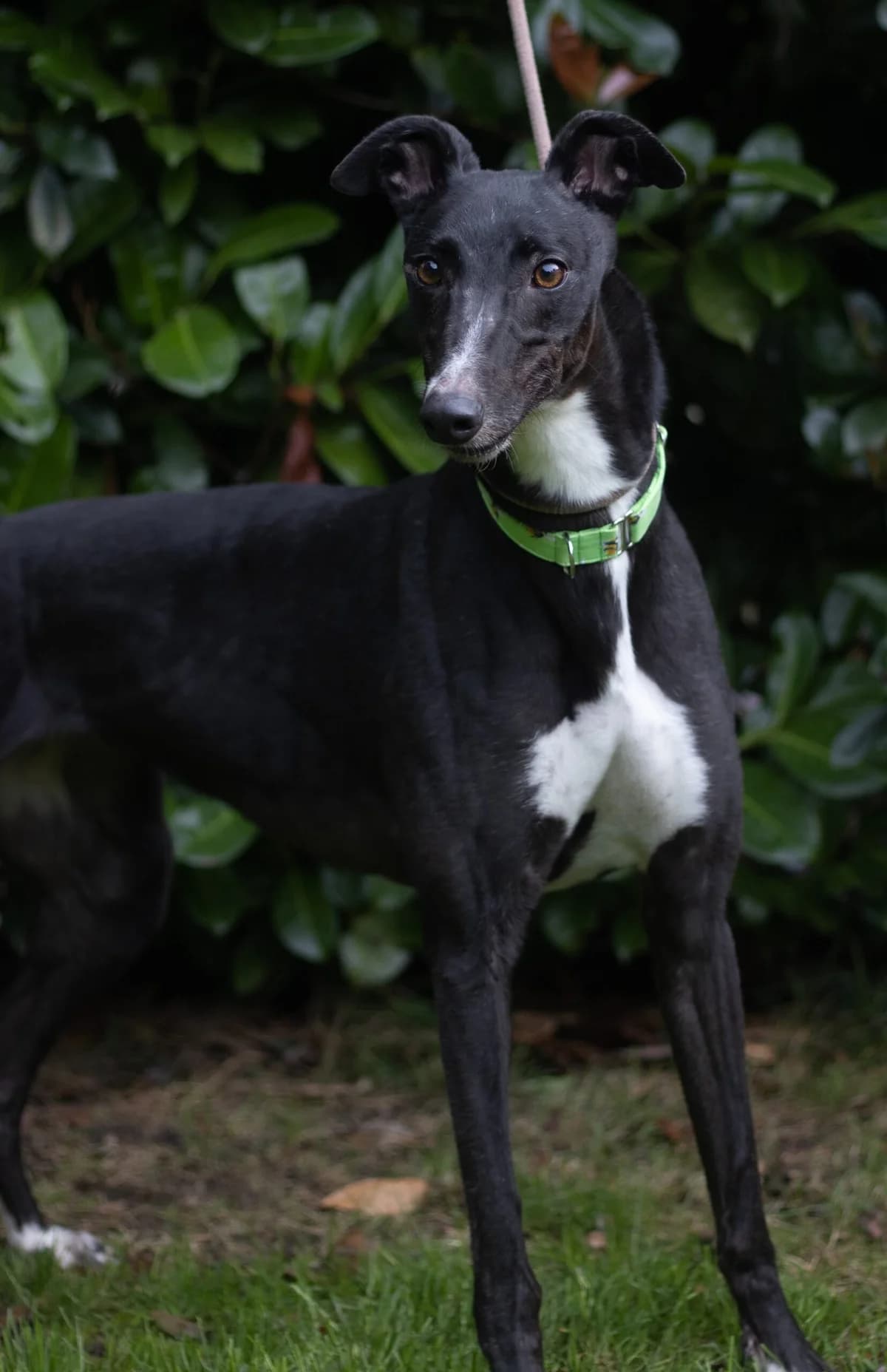 Buffy, female 6yo Mixed Breed for adoption at DunRunnin Rehoming Kennels