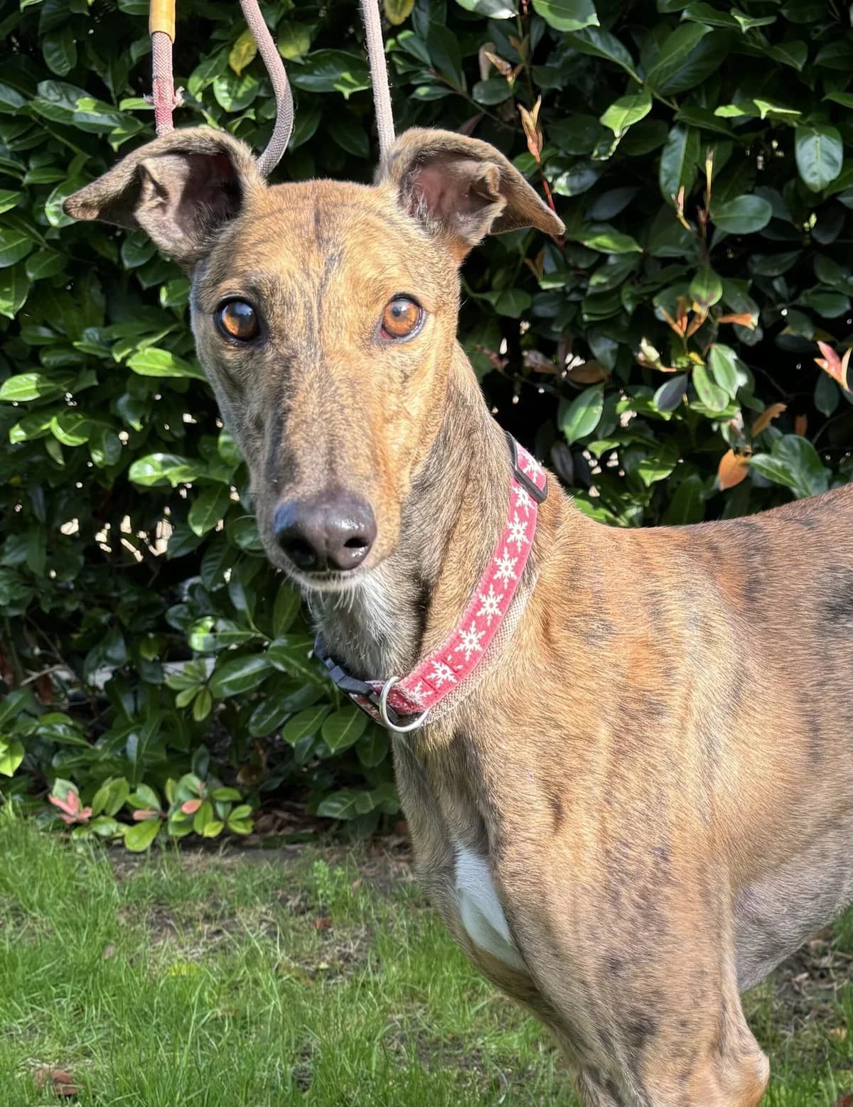 Seanie, male 7yo Mixed Breed for adoption at DunRunnin Rehoming Kennels