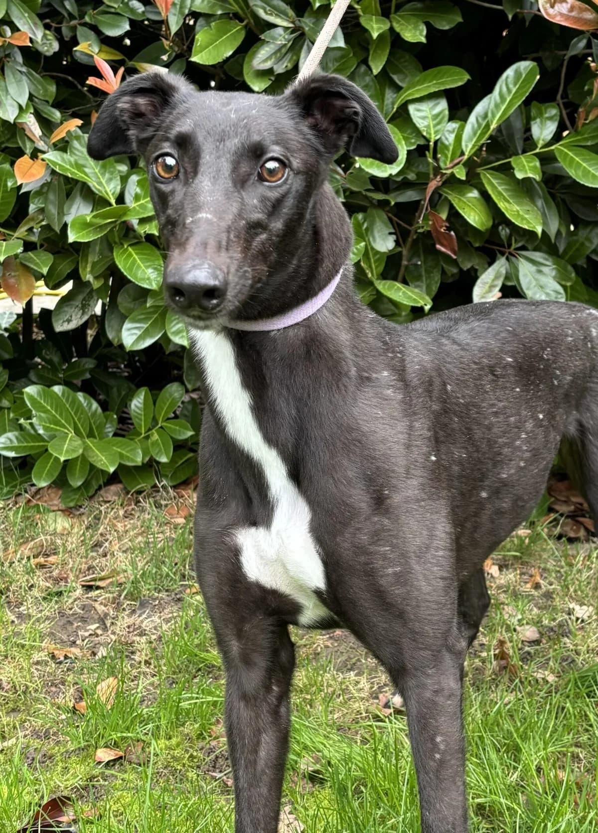 Skippy, male 5yo Mixed Breed for adoption at DunRunnin Rehoming Kennels