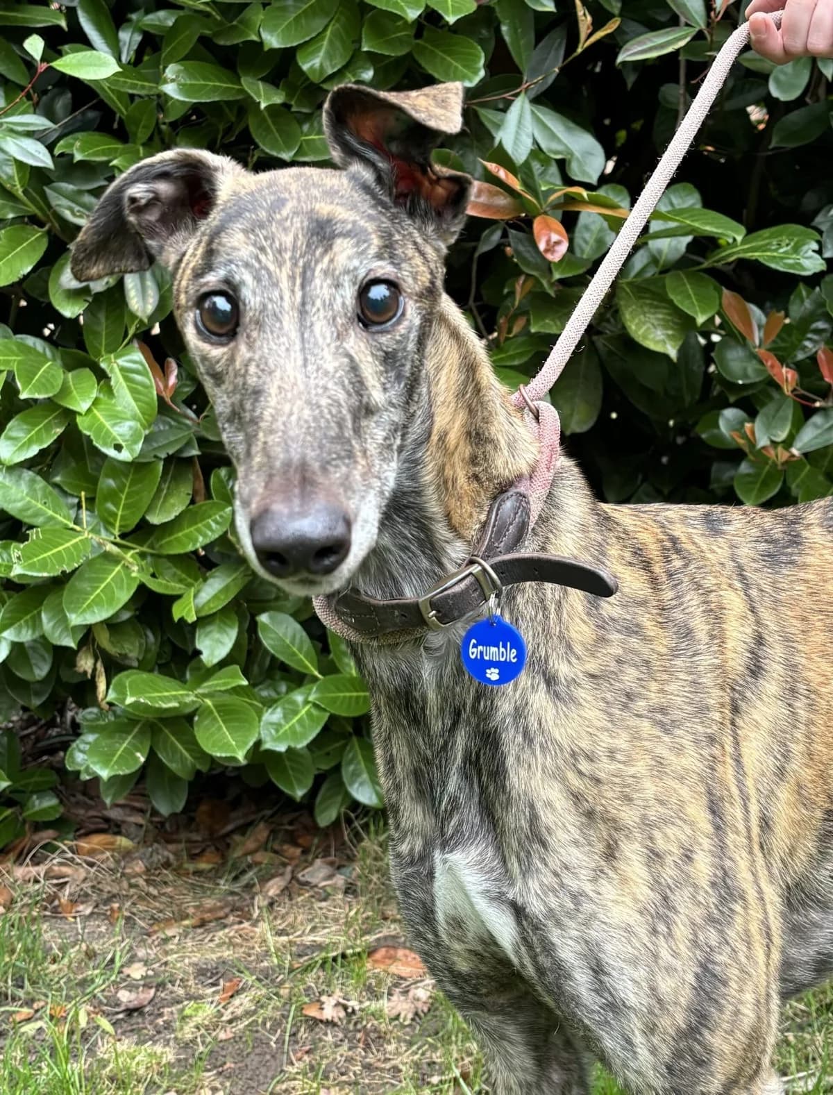 Grumble, male 6yo Mixed Breed for adoption at DunRunnin Rehoming Kennels