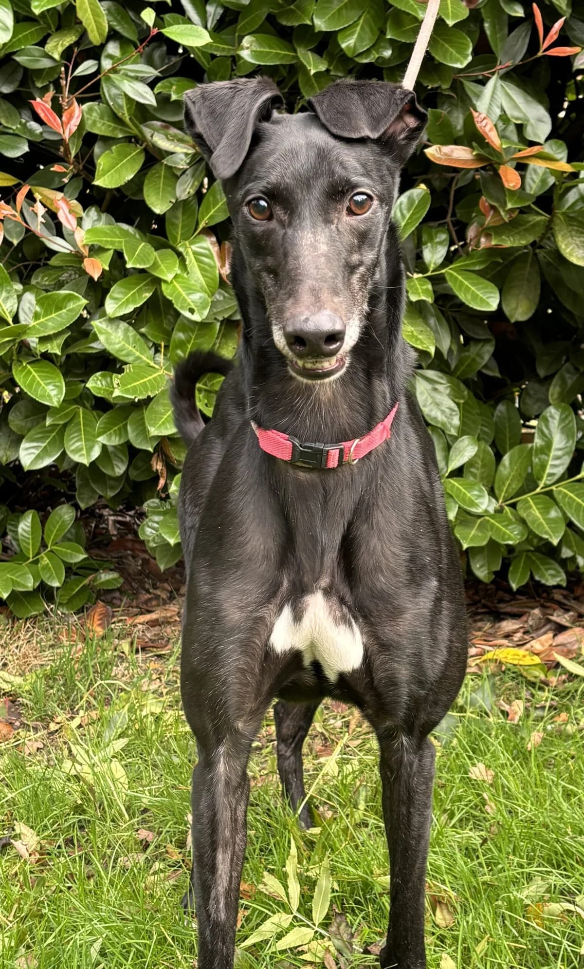 Scratch, male 6yo Mixed Breed for adoption at DunRunnin Rehoming Kennels