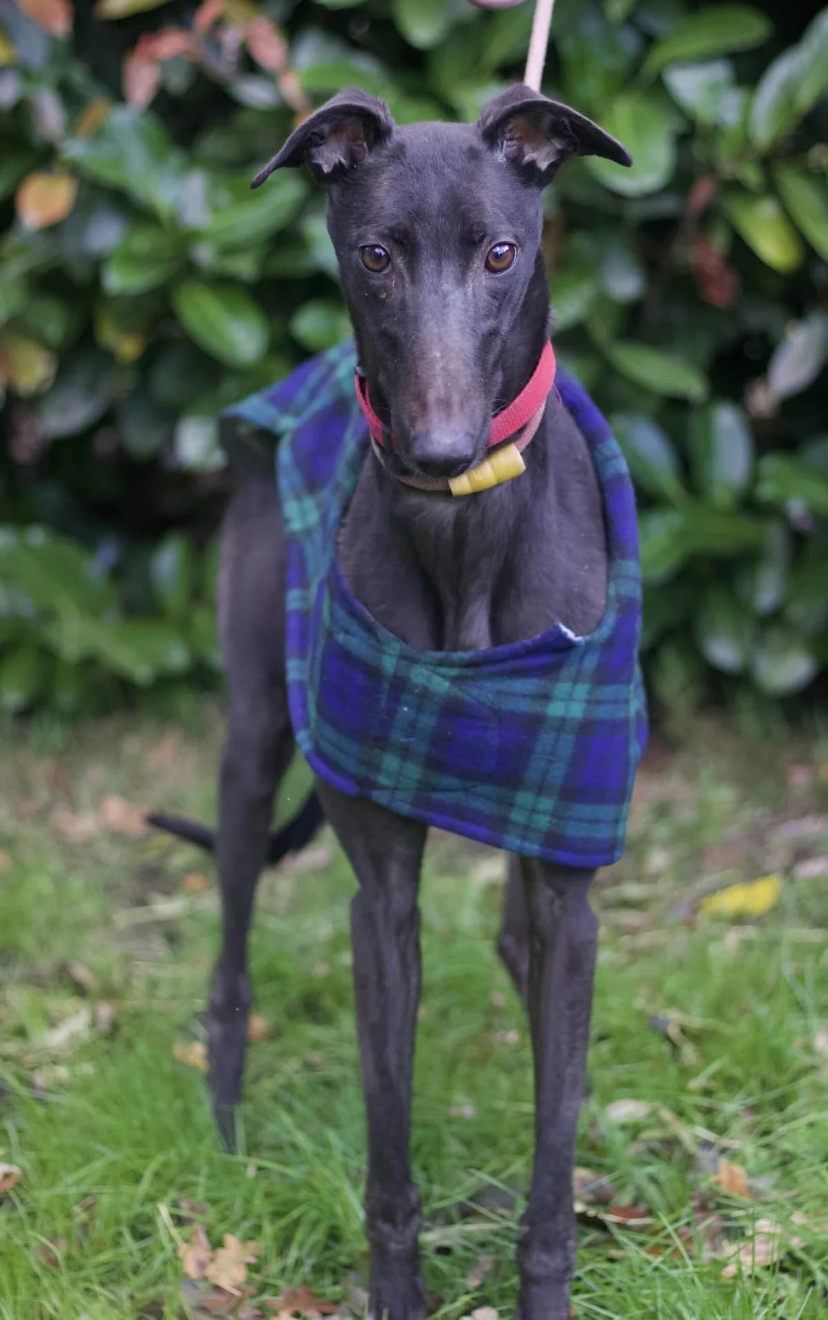 Cara, female 5yo Mixed Breed for adoption at DunRunnin Rehoming Kennels