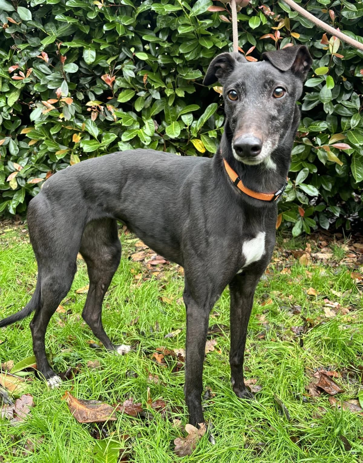Lady, female 7yo Mixed Breed for adoption at DunRunnin Rehoming Kennels