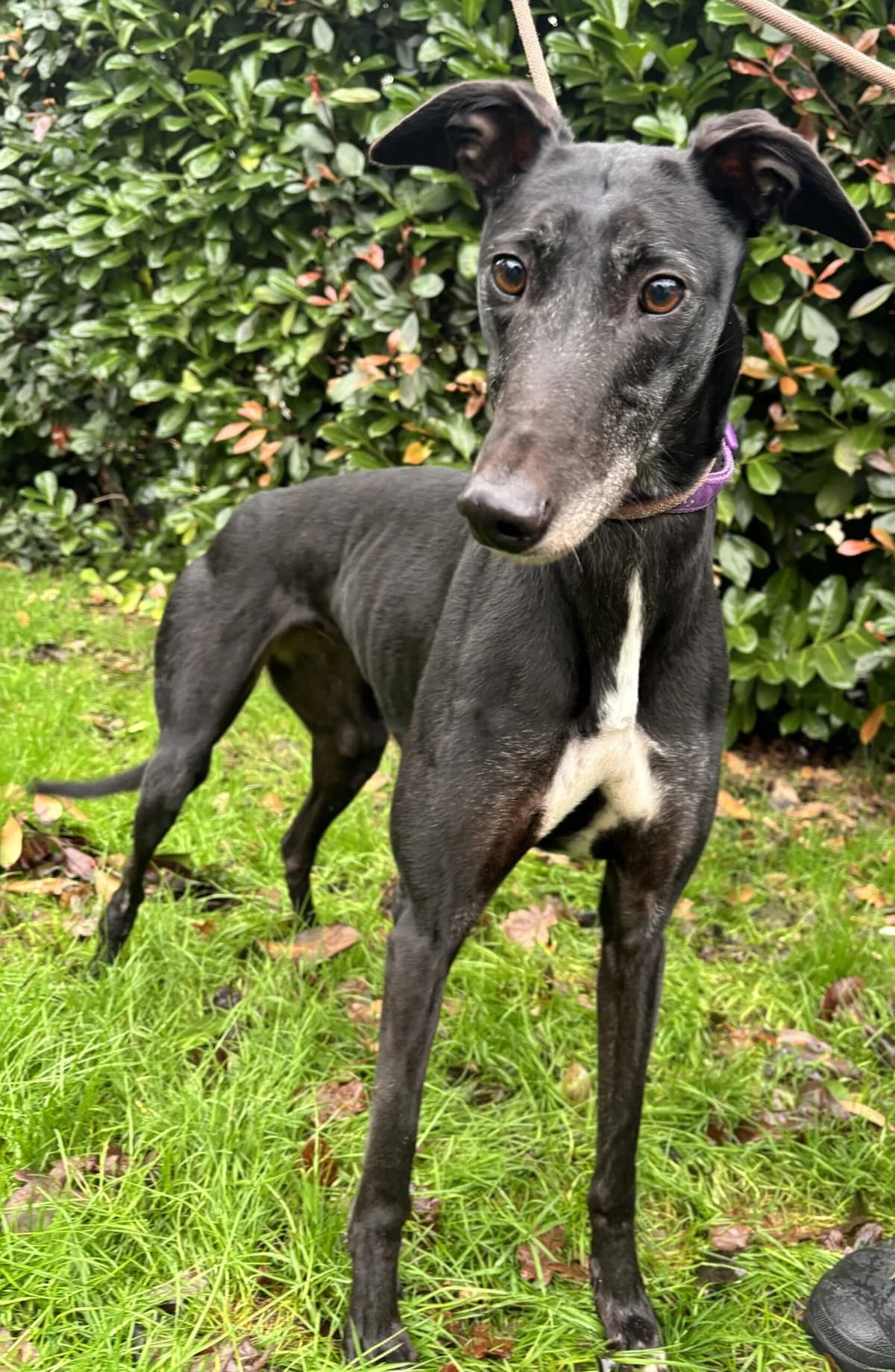Willow, female 7yo Mixed Breed for adoption at DunRunnin Rehoming Kennels