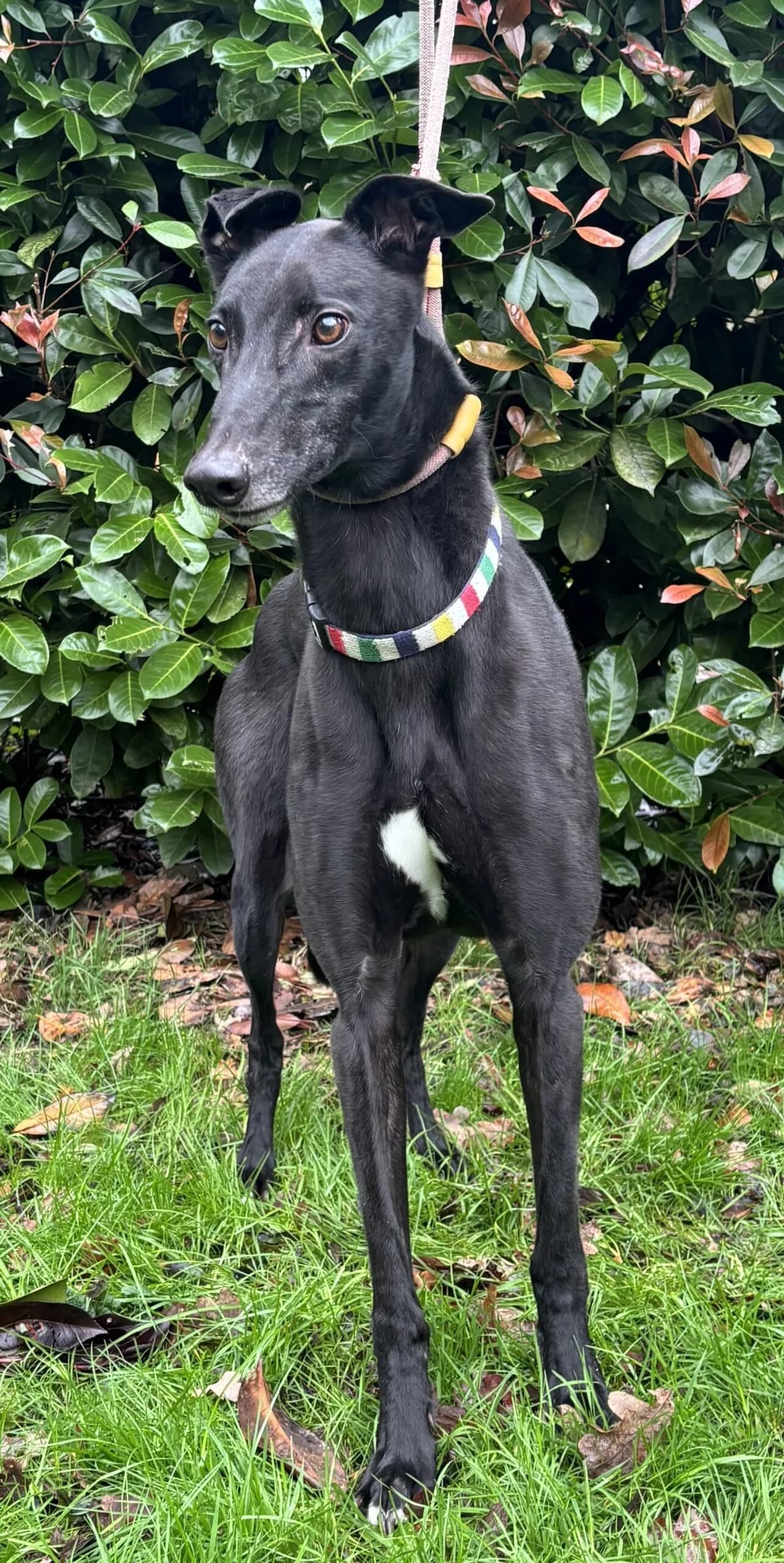 Pablo, male 6yo Mixed Breed for adoption at DunRunnin Rehoming Kennels