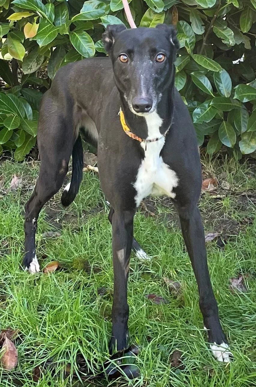 Woo Hoo, female 5yo Mixed Breed for adoption at DunRunnin Rehoming Kennels