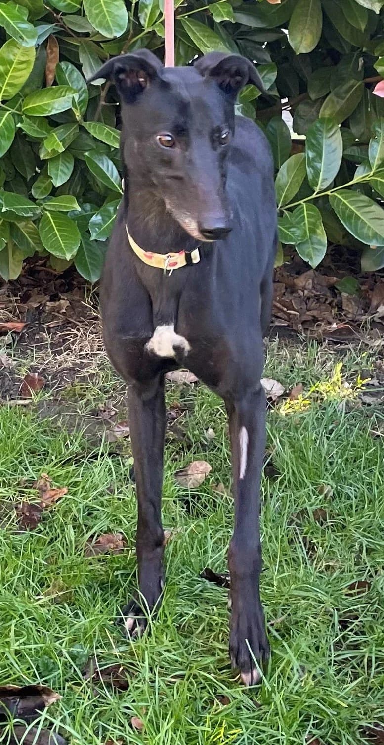 Sammy, female 7yo Mixed Breed for adoption at DunRunnin Rehoming Kennels