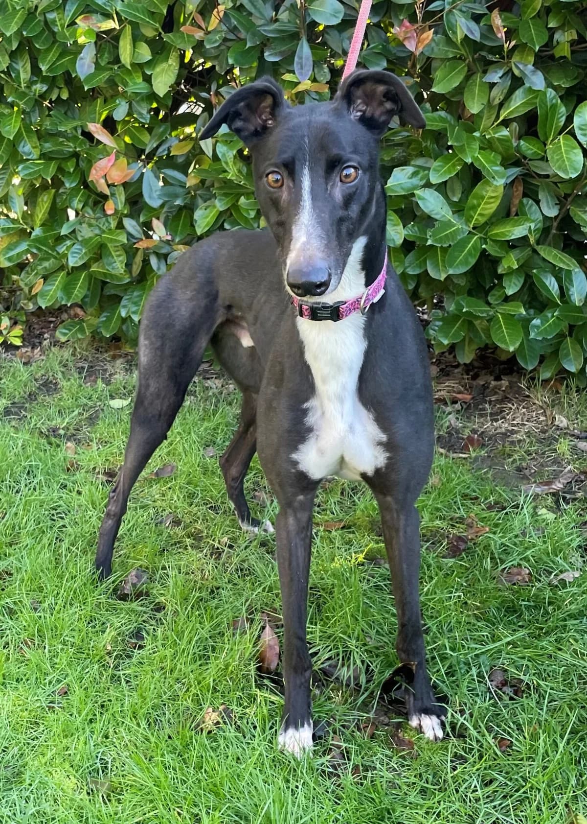 Baker, male 5yo Greyhound for adoption at DunRunnin Rehoming Kennels
