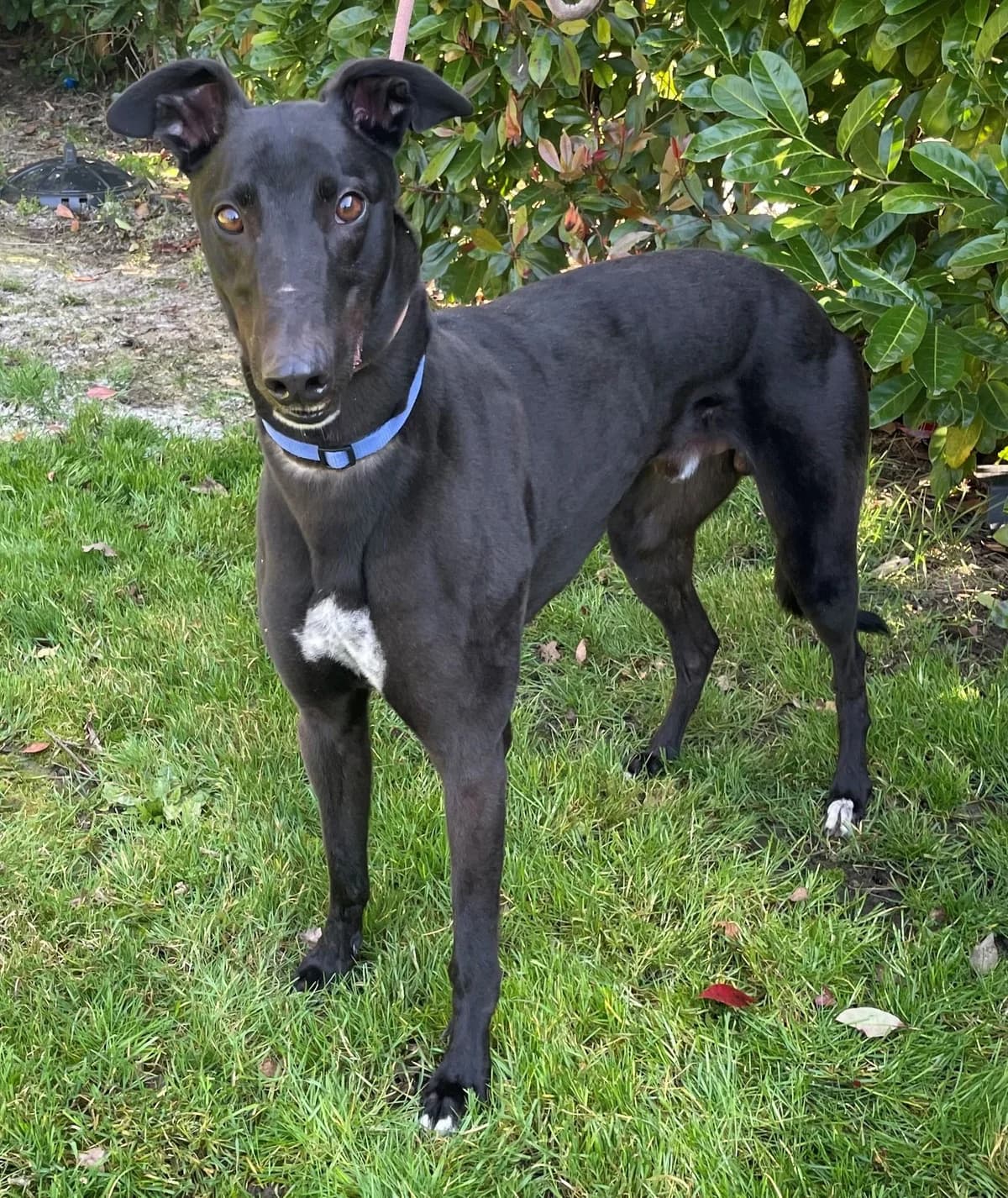 Elton, male 6yo Mixed Breed for adoption at DunRunnin Rehoming Kennels