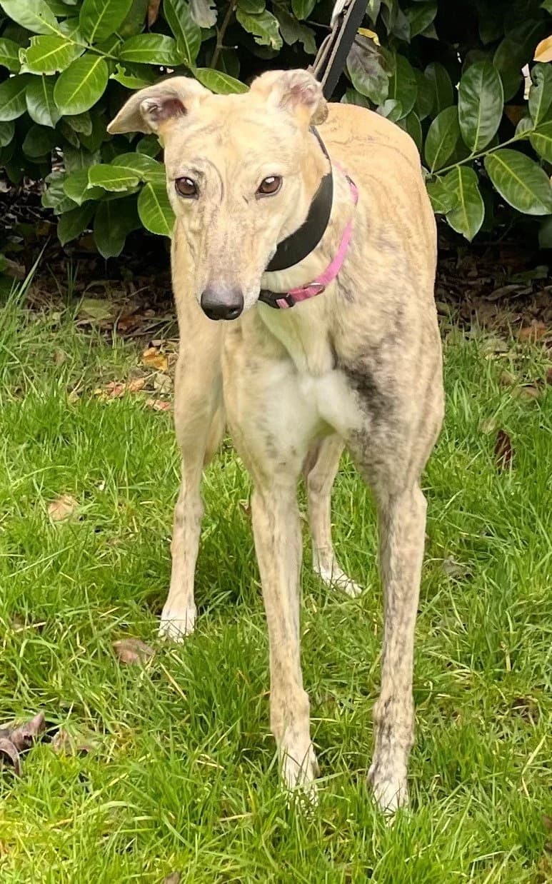 Fomo, female 5yo Mixed Breed for adoption at DunRunnin Rehoming Kennels