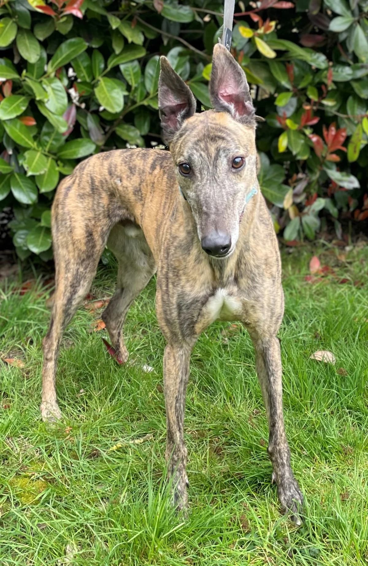 Al, male 6yo Mixed Breed for adoption at DunRunnin Rehoming Kennels