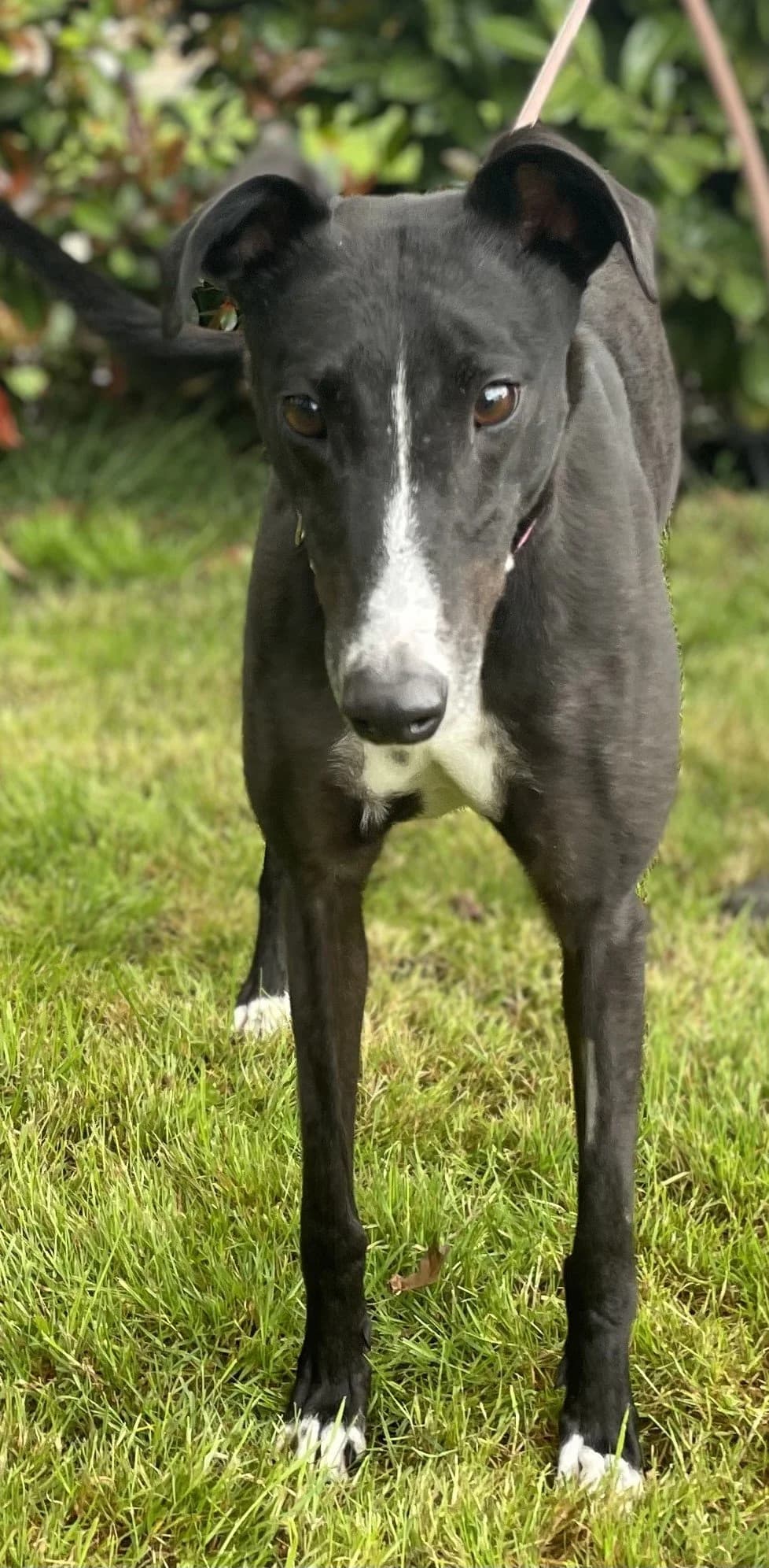 Scary Mary, male 5yo Mixed Breed for adoption at DunRunnin Rehoming Kennels