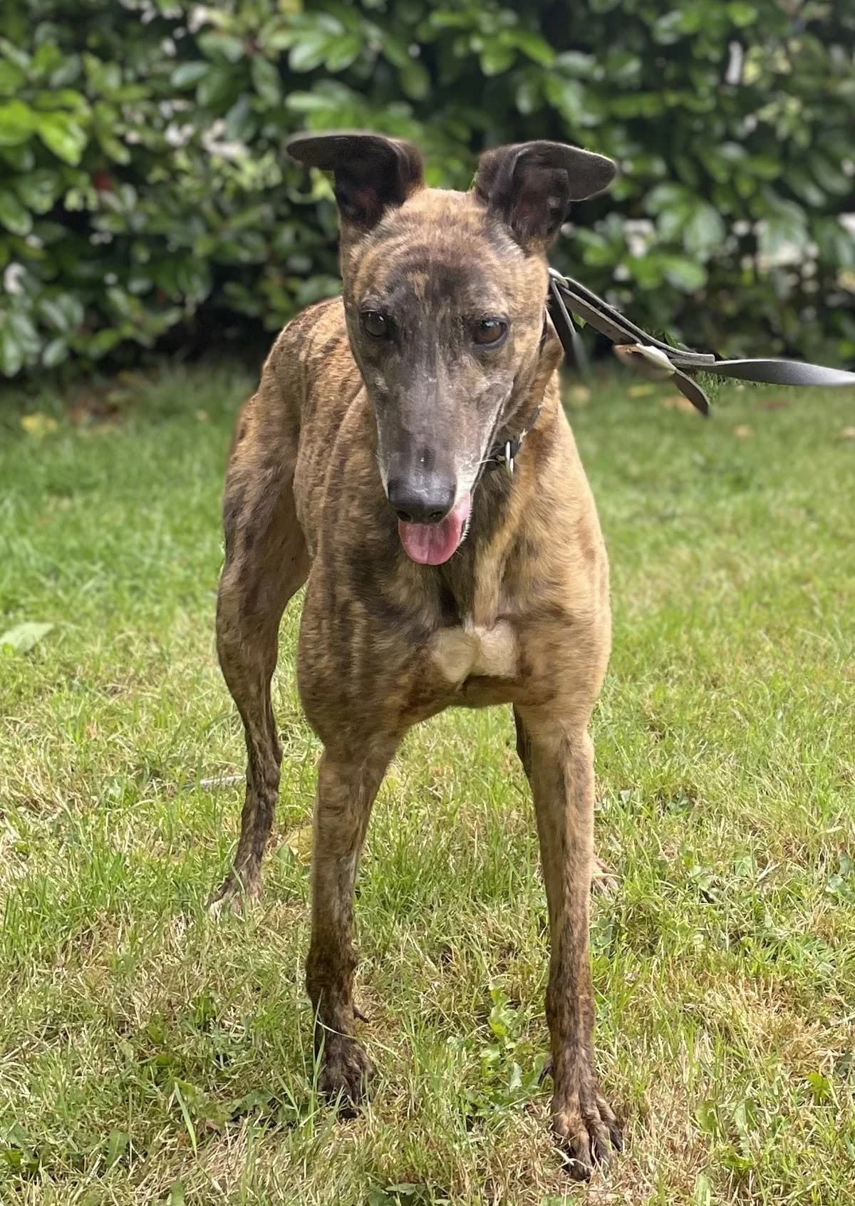 John Boy, male senior Mixed Breed for adoption at DunRunnin Rehoming Kennels