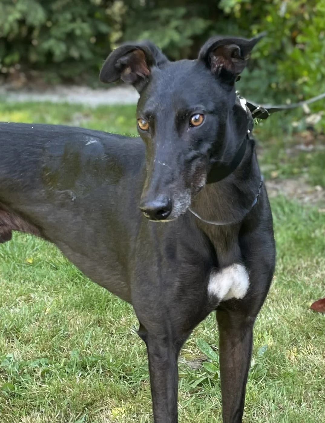 Daz, male 6yo Mixed Breed for adoption at DunRunnin Rehoming Kennels