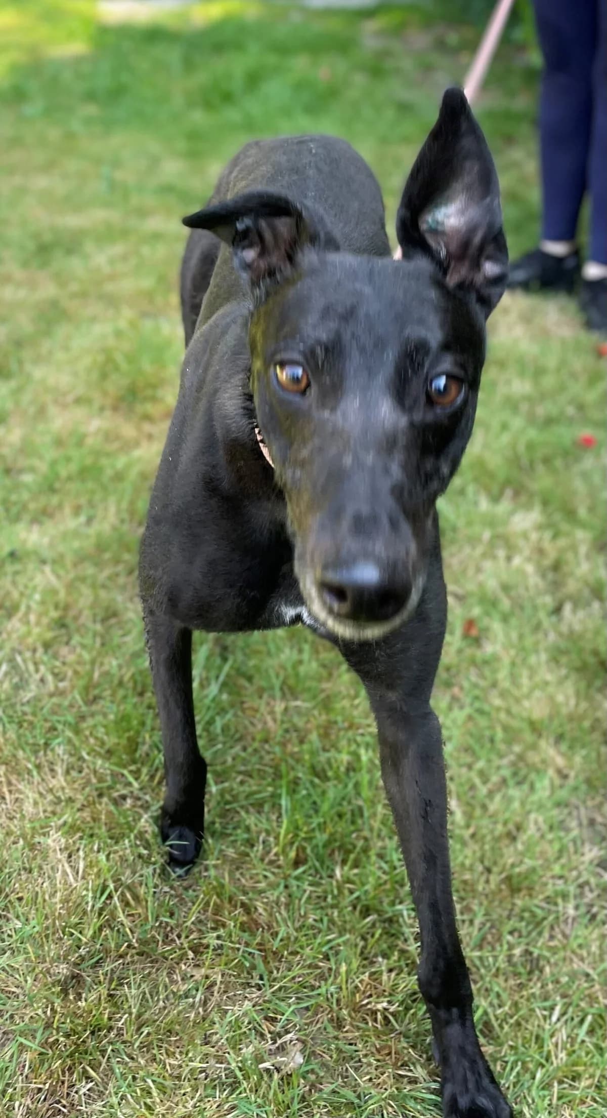 Duchess, female 5yo Mixed Breed for adoption at DunRunnin Rehoming Kennels