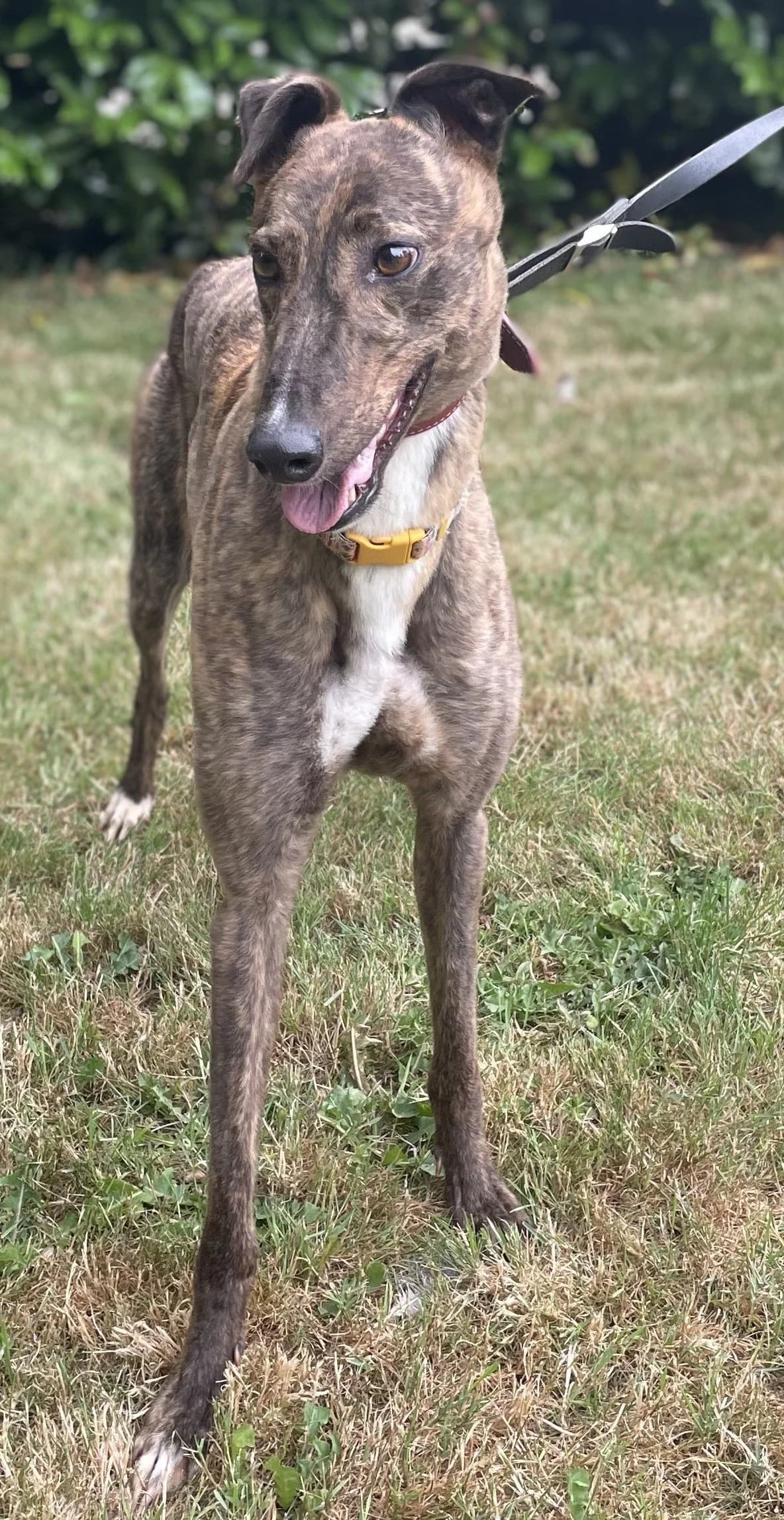 Mya, female 6yo Greyhound for adoption at DunRunnin Rehoming Kennels