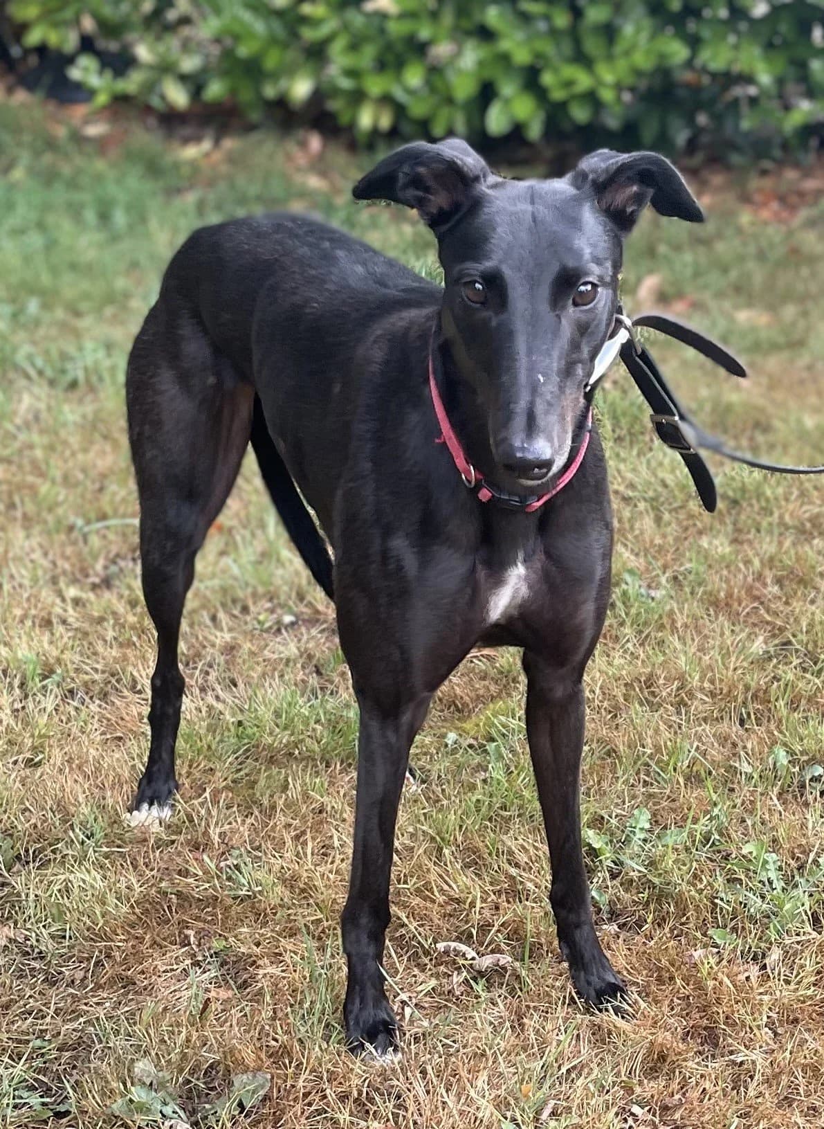 Cricket, female 5yo Greyhound for adoption at DunRunnin Rehoming Kennels