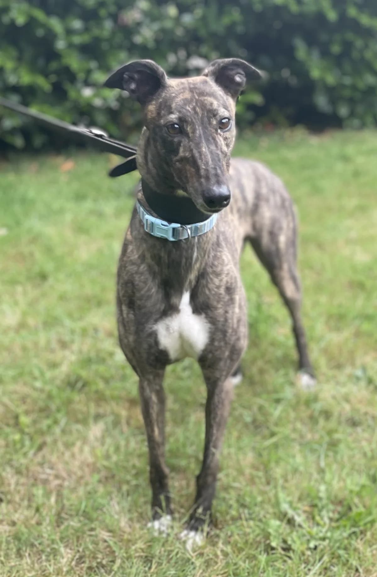 Echo, female 5yo Mixed Breed for adoption at DunRunnin Rehoming Kennels
