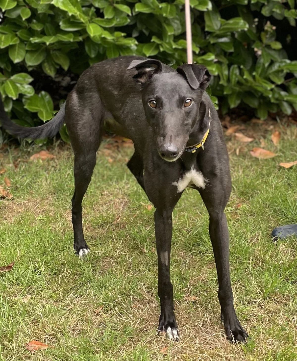 Cilla, female 4yo Mixed Breed for adoption at DunRunnin Rehoming Kennels