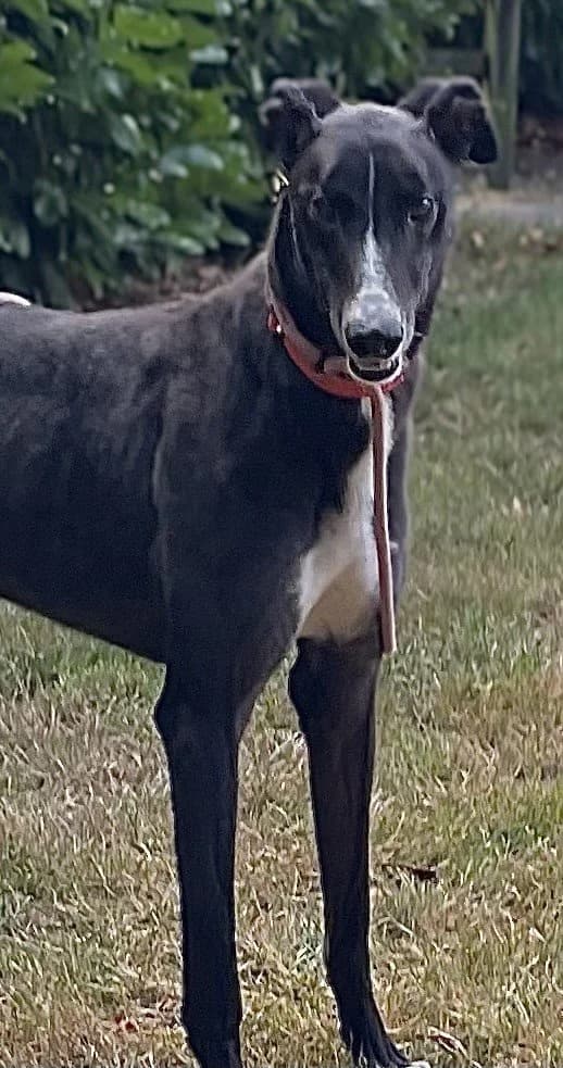 King, male 6yo Mixed Breed for adoption at DunRunnin Rehoming Kennels