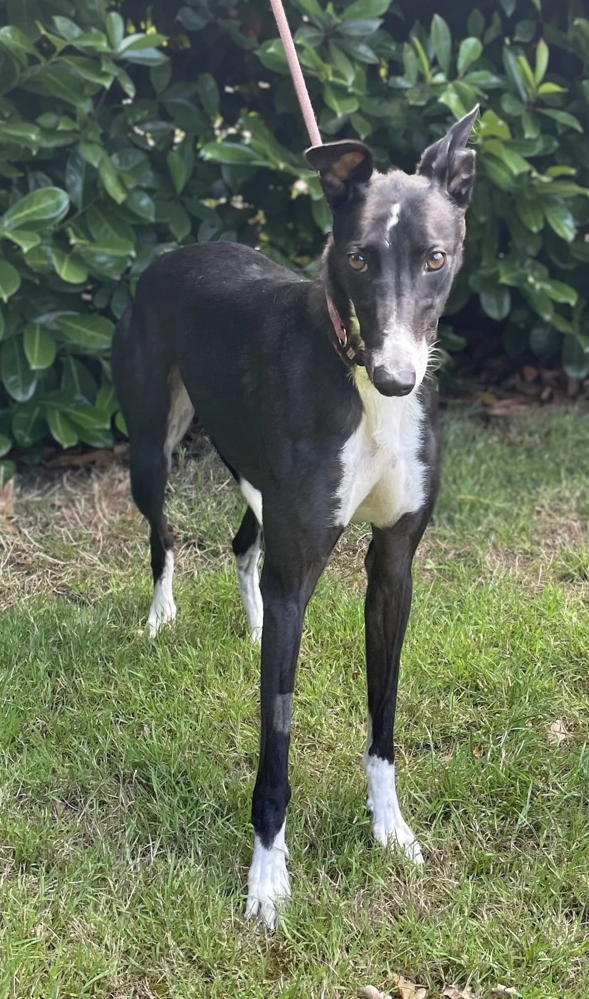 Misty, female 5yo Mixed Breed for adoption at DunRunnin Rehoming Kennels