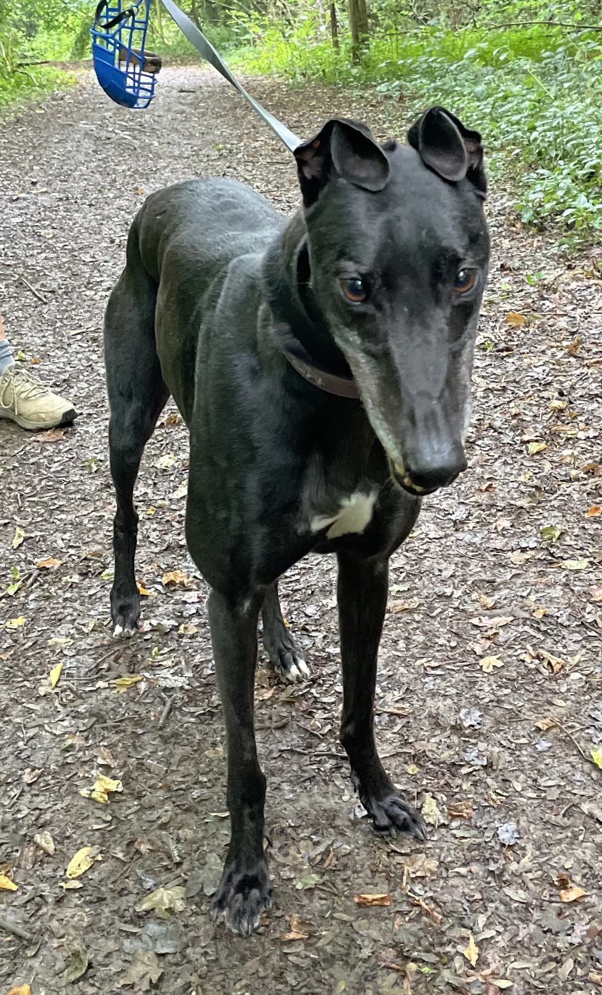 Smartie, male senior Mixed Breed for adoption at DunRunnin Rehoming Kennels