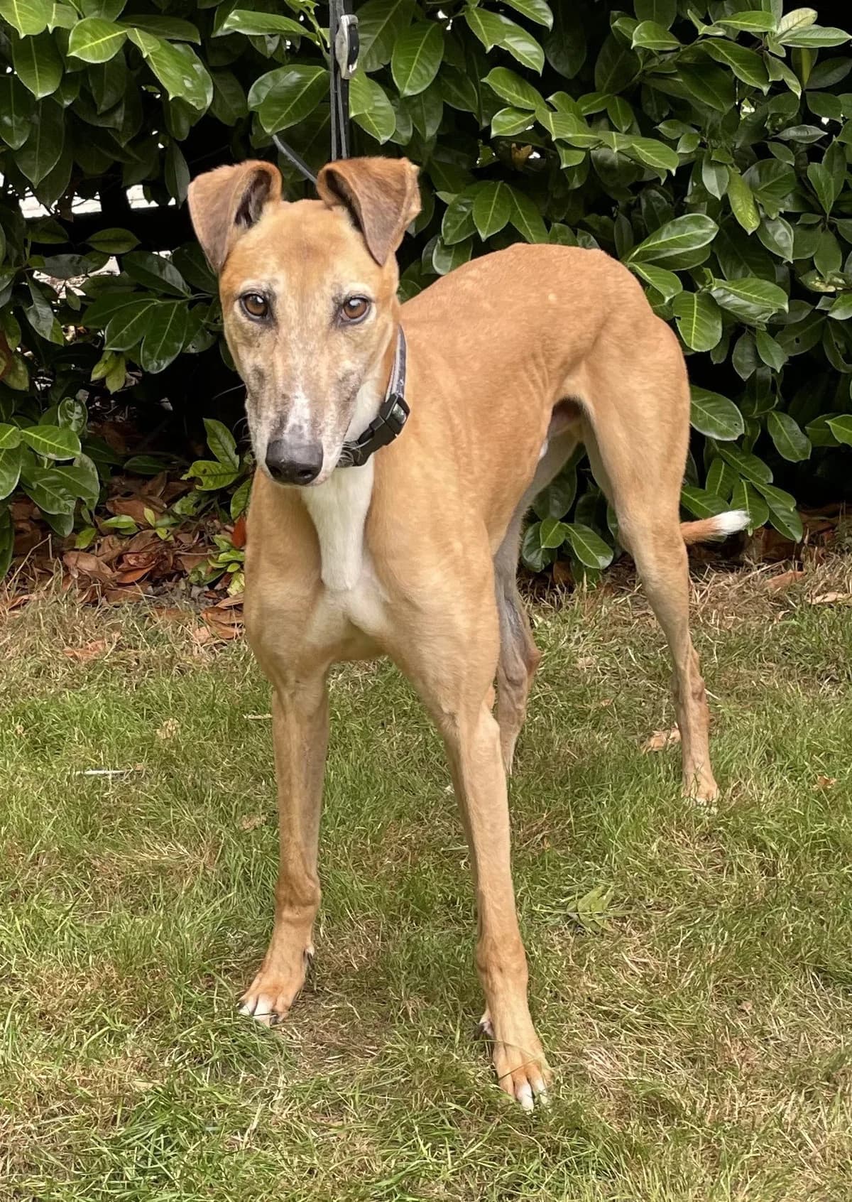 Rocky, male senior Mixed Breed for adoption at DunRunnin Rehoming Kennels
