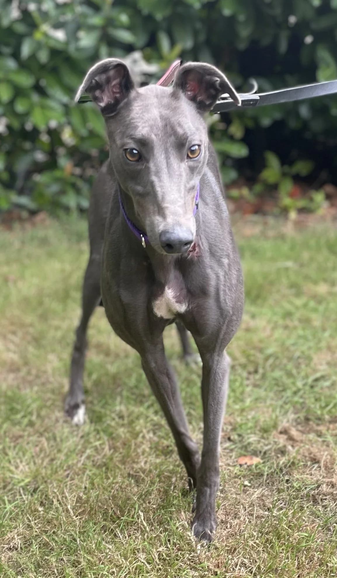 Dusk, female 3yo Mixed Breed for adoption at DunRunnin Rehoming Kennels