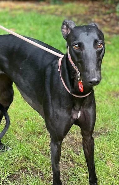 JoJo, male 4yo Mixed Breed for adoption at DunRunnin Rehoming Kennels