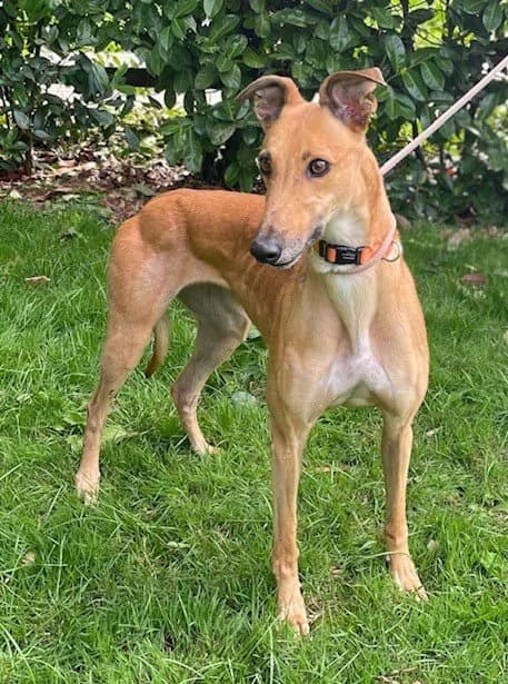 Sandy, female 5yo Greyhound for adoption at DunRunnin Rehoming Kennels