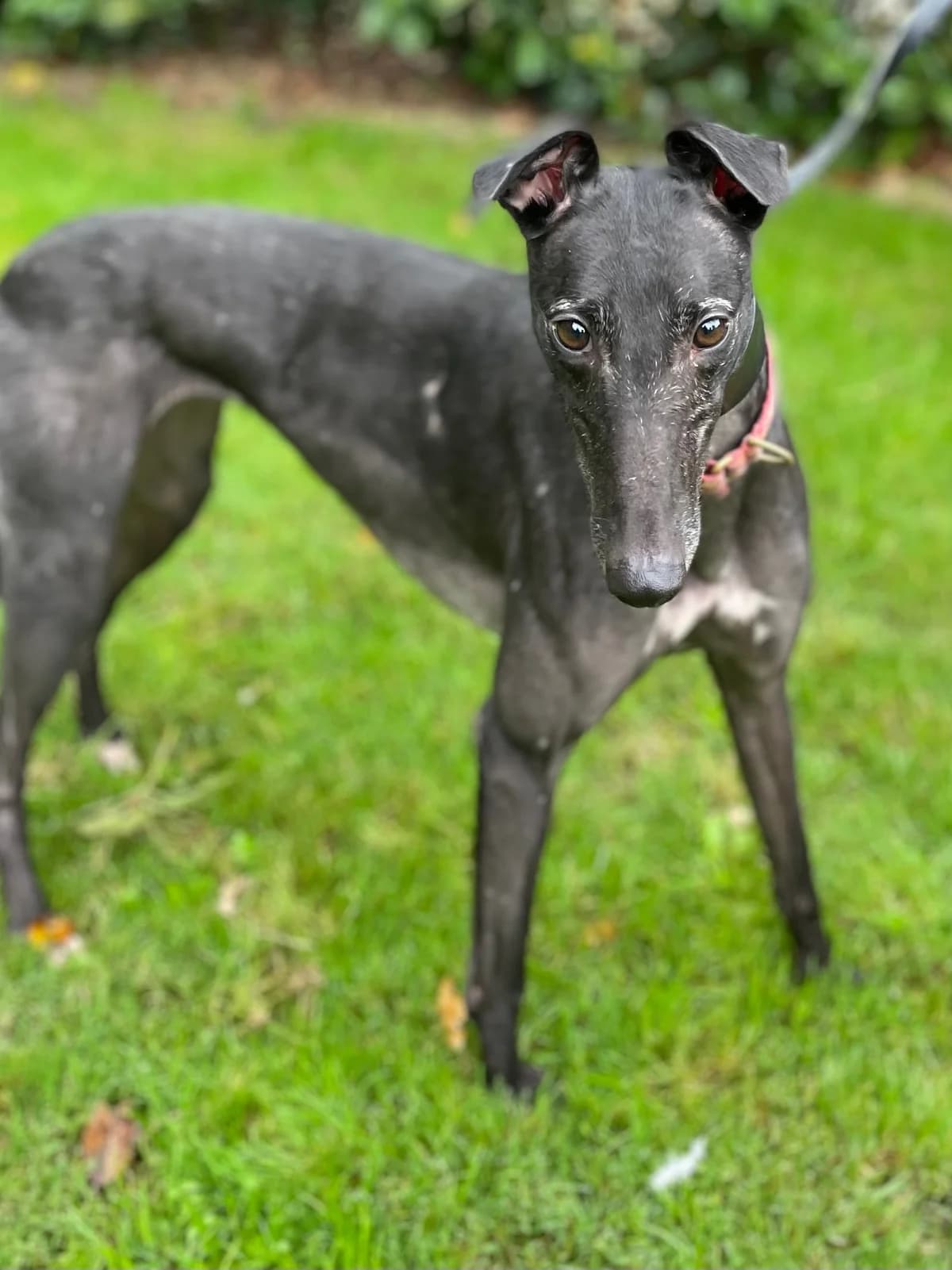 Astra, female 5yo Mixed Breed for adoption at DunRunnin Rehoming Kennels