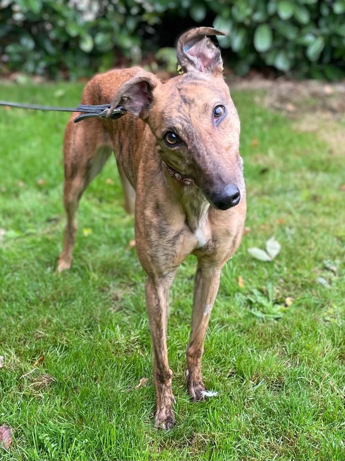Madge, male 6yo Mixed Breed for adoption at DunRunnin Rehoming Kennels