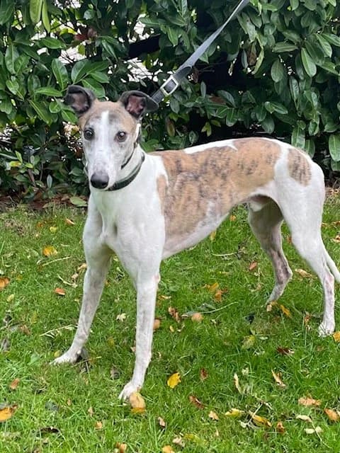 Apples, male 6yo Mixed Breed for adoption at DunRunnin Rehoming Kennels