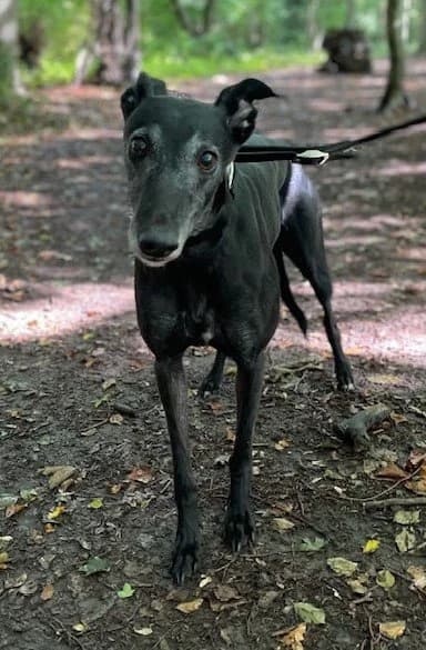 Betty, female 5yo Mixed Breed for adoption at DunRunnin Rehoming Kennels