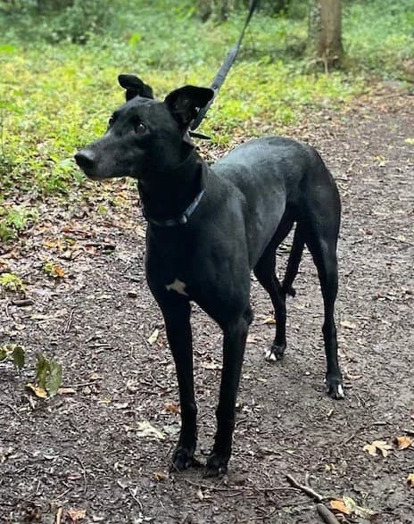 Rebel, male 6yo Mixed Breed for adoption at DunRunnin Rehoming Kennels