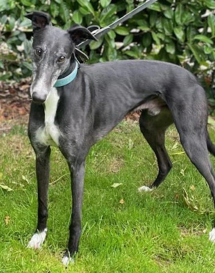 Egg, male 7yo Greyhound for adoption at DunRunnin Rehoming Kennels