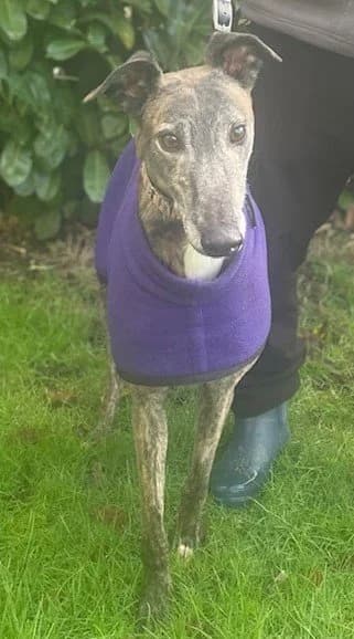 Bonio, male 4yo Greyhound for adoption at DunRunnin Rehoming Kennels