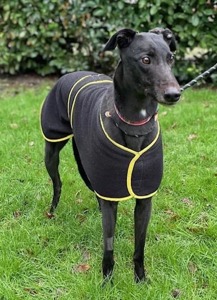 Moolah, male 5yo Greyhound for adoption at DunRunnin Rehoming Kennels